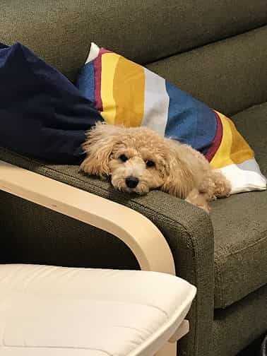 不信感
