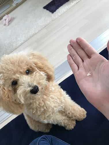 手のひらに落とす