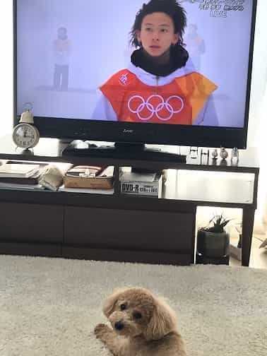 トイプードル