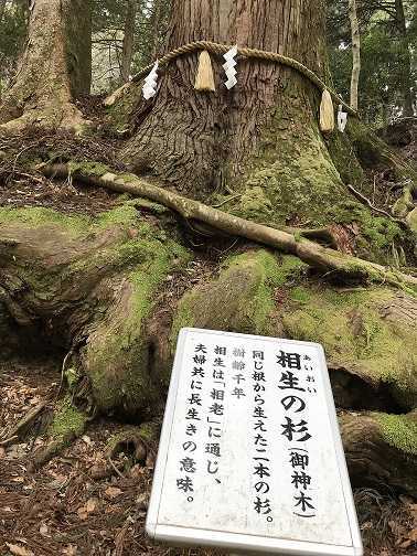 相生の杉