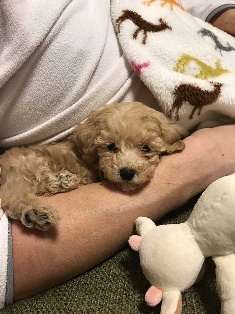 子犬生後2ヵ月