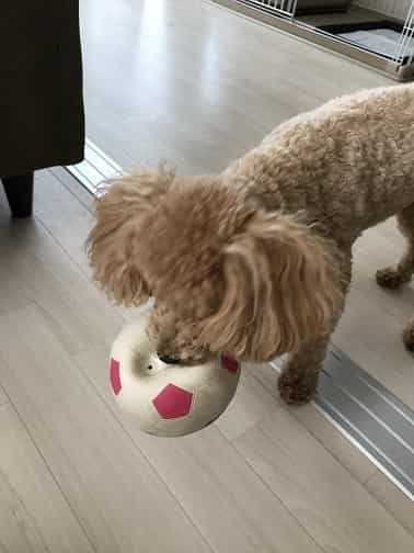 トイプードルでも運べるおもちゃ