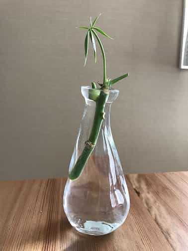 水差しパキラ