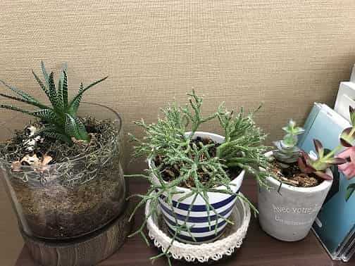 観葉植物たち