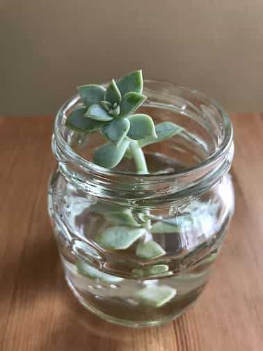 多肉植物の水差し