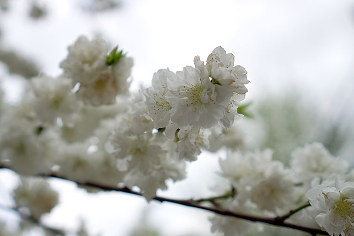f:id:gyamako:20180409181638j:plain