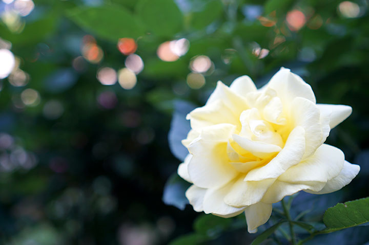 f:id:gyamako:20180523155103j:plain f:id:gyamako:20180523155103j:plain