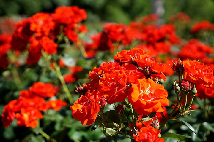 f:id:gyamako:20180523155156j:plain f:id:gyamako:20180523155156j:plain