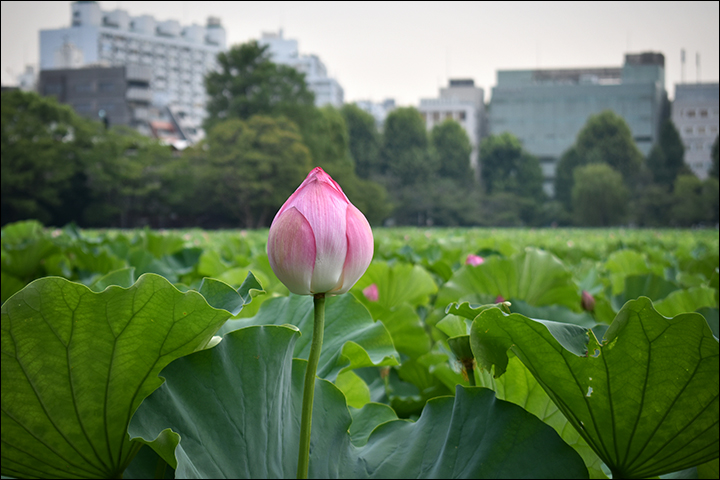 f:id:gyamako:20180808111441j:plain