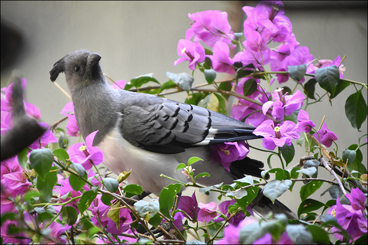 f:id:gyamako:20190526132431j:plain f:id:gyamako:20190526132431j:plain