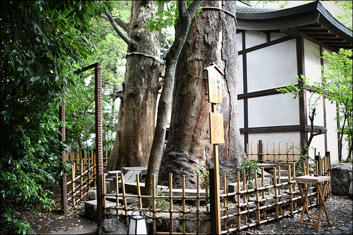 f:id:gyamako:20190617135431j:plain f:id:gyamako:20190617135431j:plain