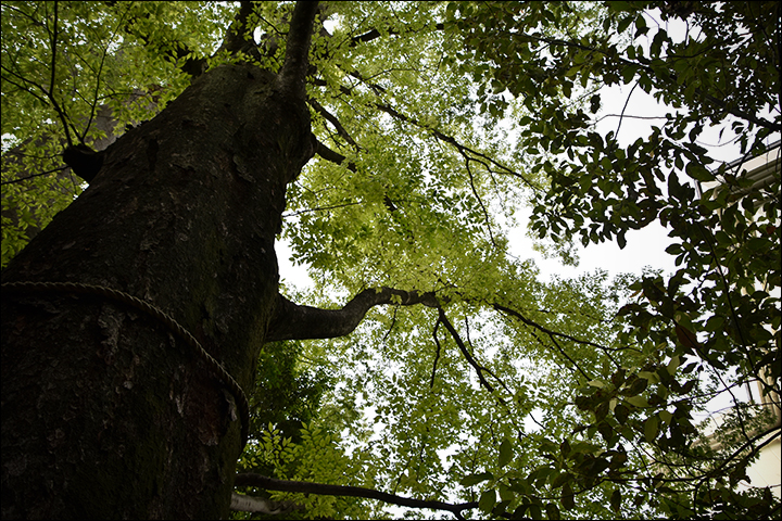 f:id:gyamako:20190617135441j:plain f:id:gyamako:20190617135441j:plain