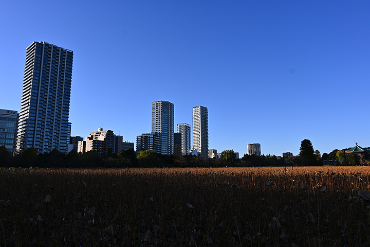 f:id:gyamako:20201218151558j:plain