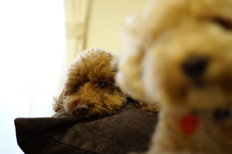 f:id:gyaos55:20121223155902j:image