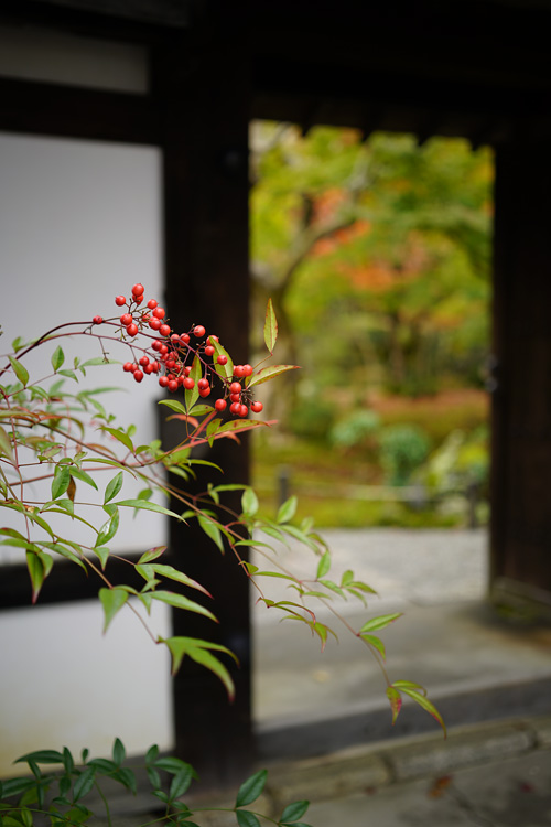 f:id:gyaos55:20151114110652j:image