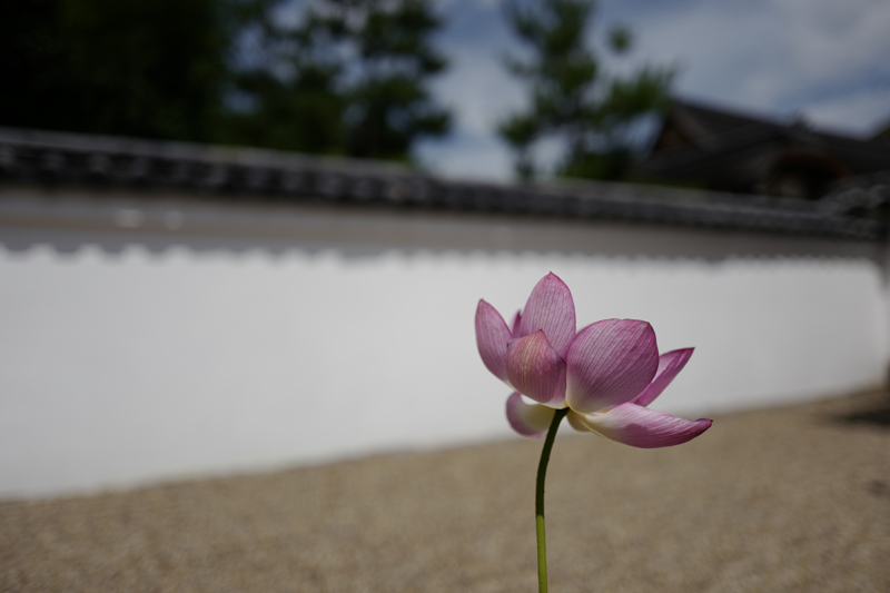 f:id:gyaos55:20160702102018j:image