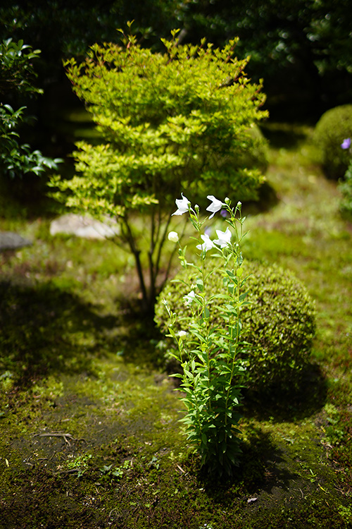 f:id:gyaos55:20180708112353j:image f:id:gyaos55:20180708112353j:image