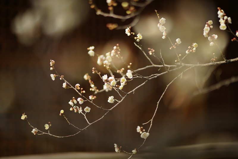f:id:gyaos55:20190203113636j:plain f:id:gyaos55:20190203113636j:plain