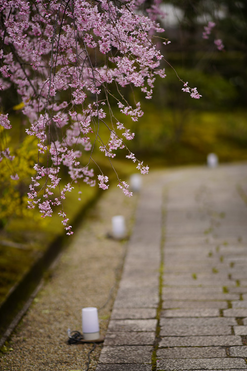 f:id:gyaos55:20190331125944j:plain