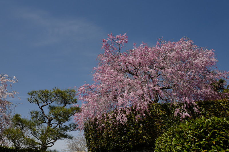 f:id:gyaos55:20190413141729j:plain