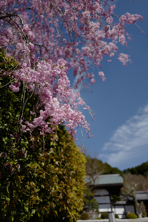 f:id:gyaos55:20190413141857j:plain