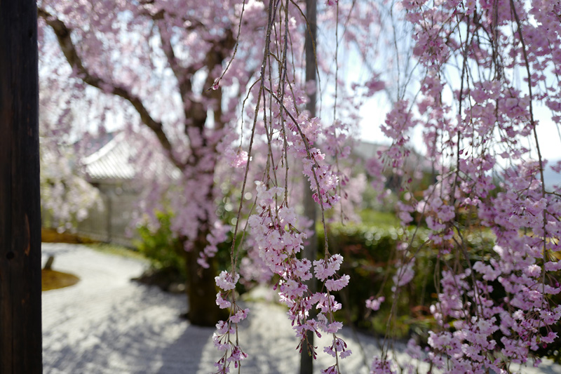 f:id:gyaos55:20190413142006j:plain