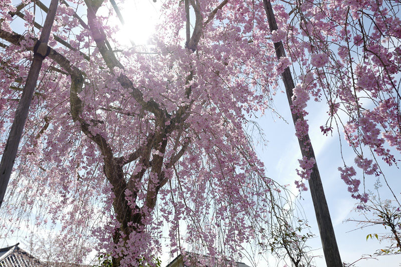 f:id:gyaos55:20190413142048j:plain