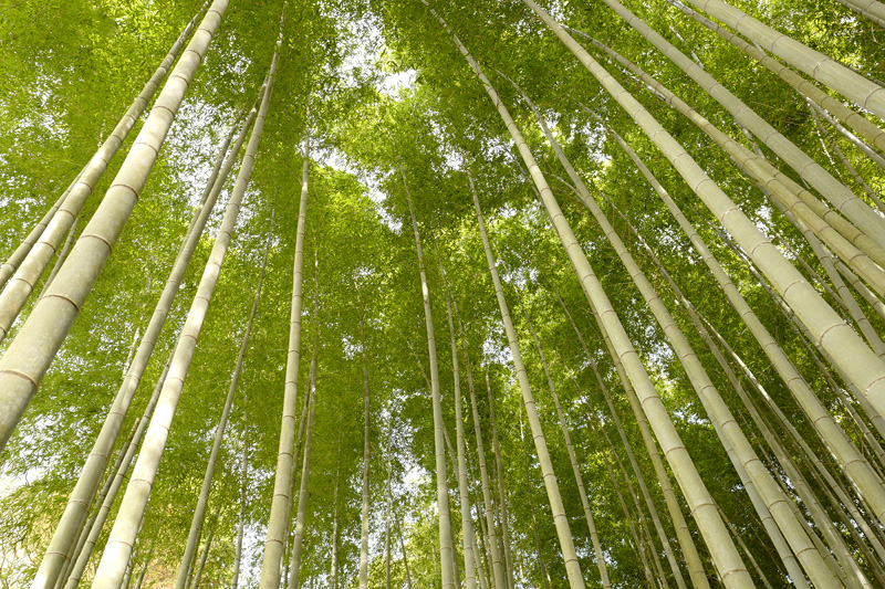 f:id:gyaos55:20190413153108j:plain