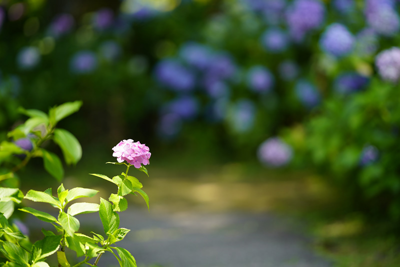 f:id:gyaos55:20190622114907j:plain