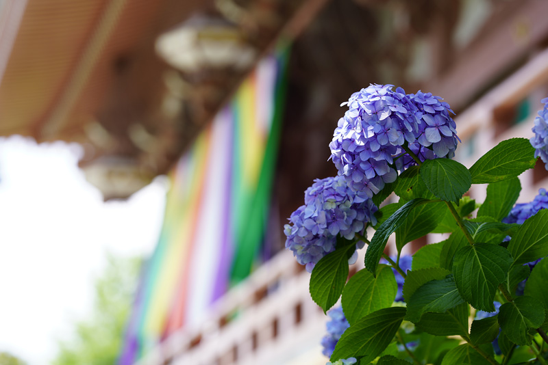 f:id:gyaos55:20190622115204j:plain