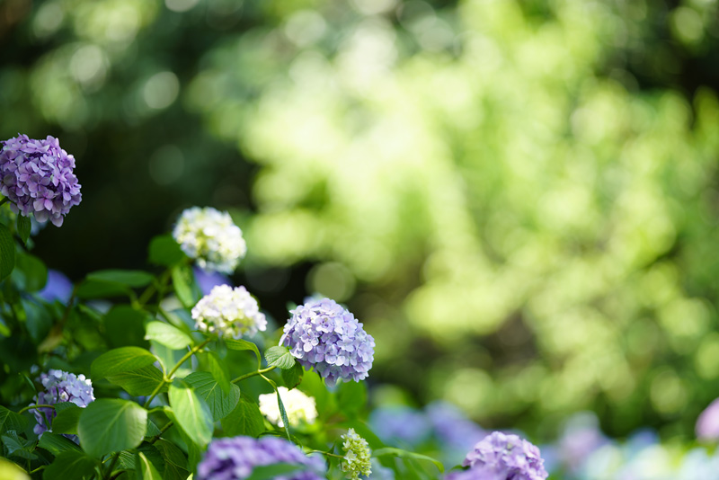 f:id:gyaos55:20190622115303j:plain