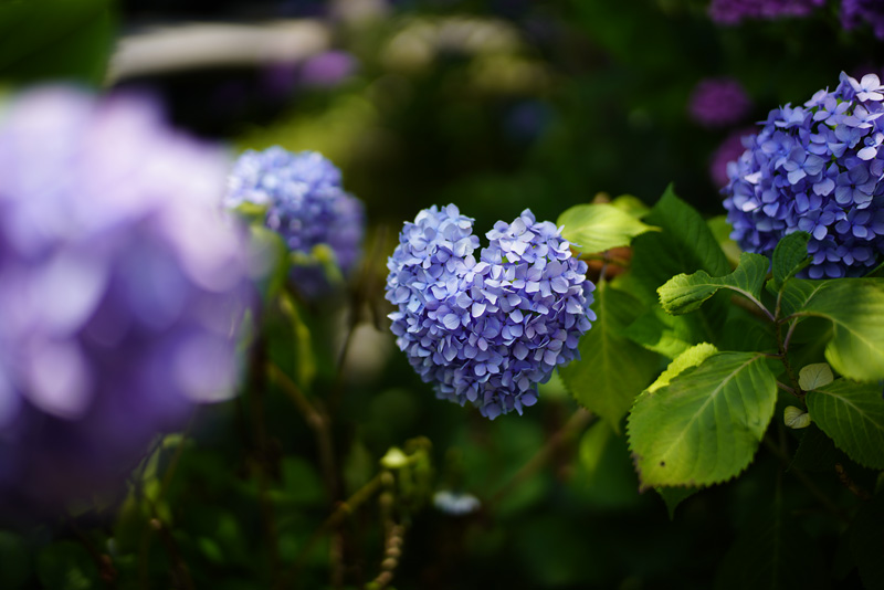 f:id:gyaos55:20190622115816j:plain