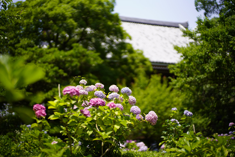 f:id:gyaos55:20190622120022j:plain