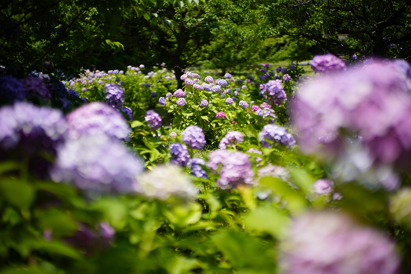 f:id:gyaos55:20190622120335j:plain