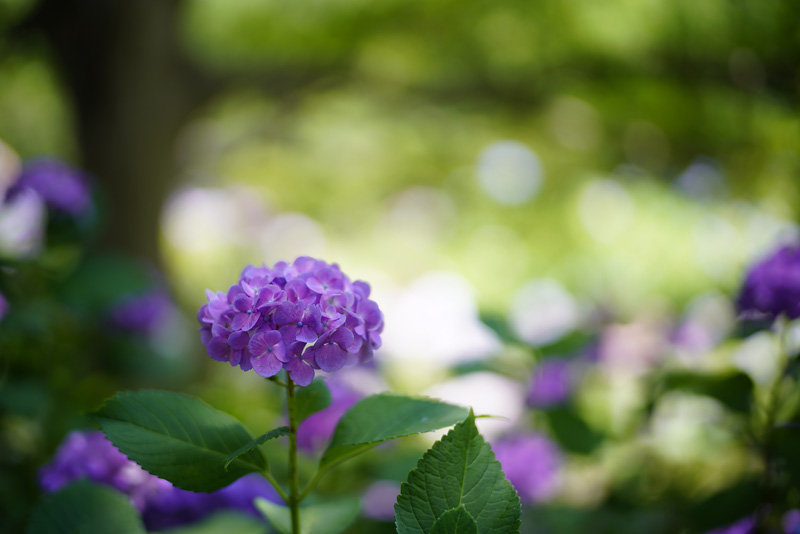 f:id:gyaos55:20190622120820j:plain
