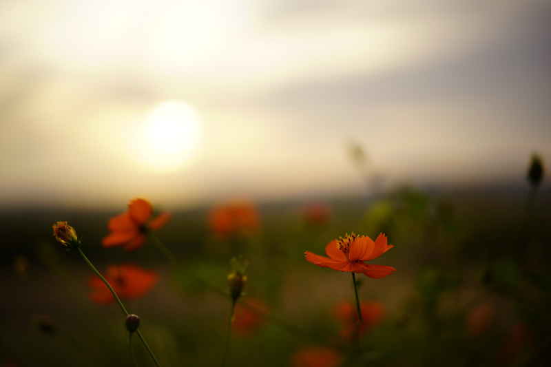f:id:gyaos55:20191006170451j:plain f:id:gyaos55:20191006170451j:plain