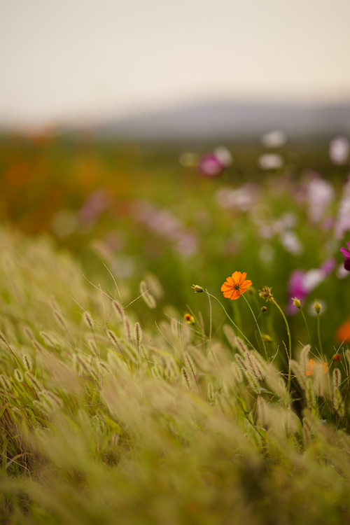 f:id:gyaos55:20191006171354j:plain f:id:gyaos55:20191006171354j:plain