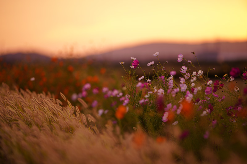 f:id:gyaos55:20191006172725j:plain f:id:gyaos55:20191006172725j:plain