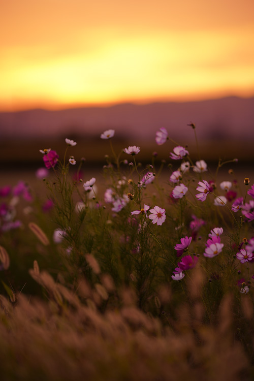 f:id:gyaos55:20191006173351j:plain f:id:gyaos55:20191006173351j:plain