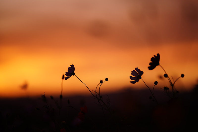 f:id:gyaos55:20191006173658j:plain f:id:gyaos55:20191006173658j:plain