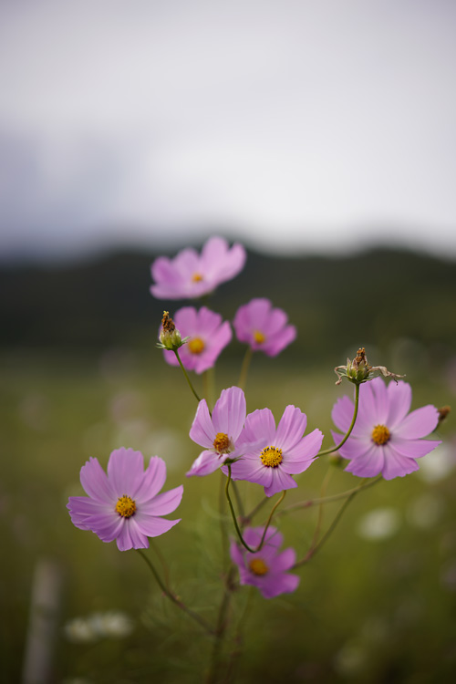 f:id:gyaos55:20191020144847j:plain f:id:gyaos55:20191020144847j:plain