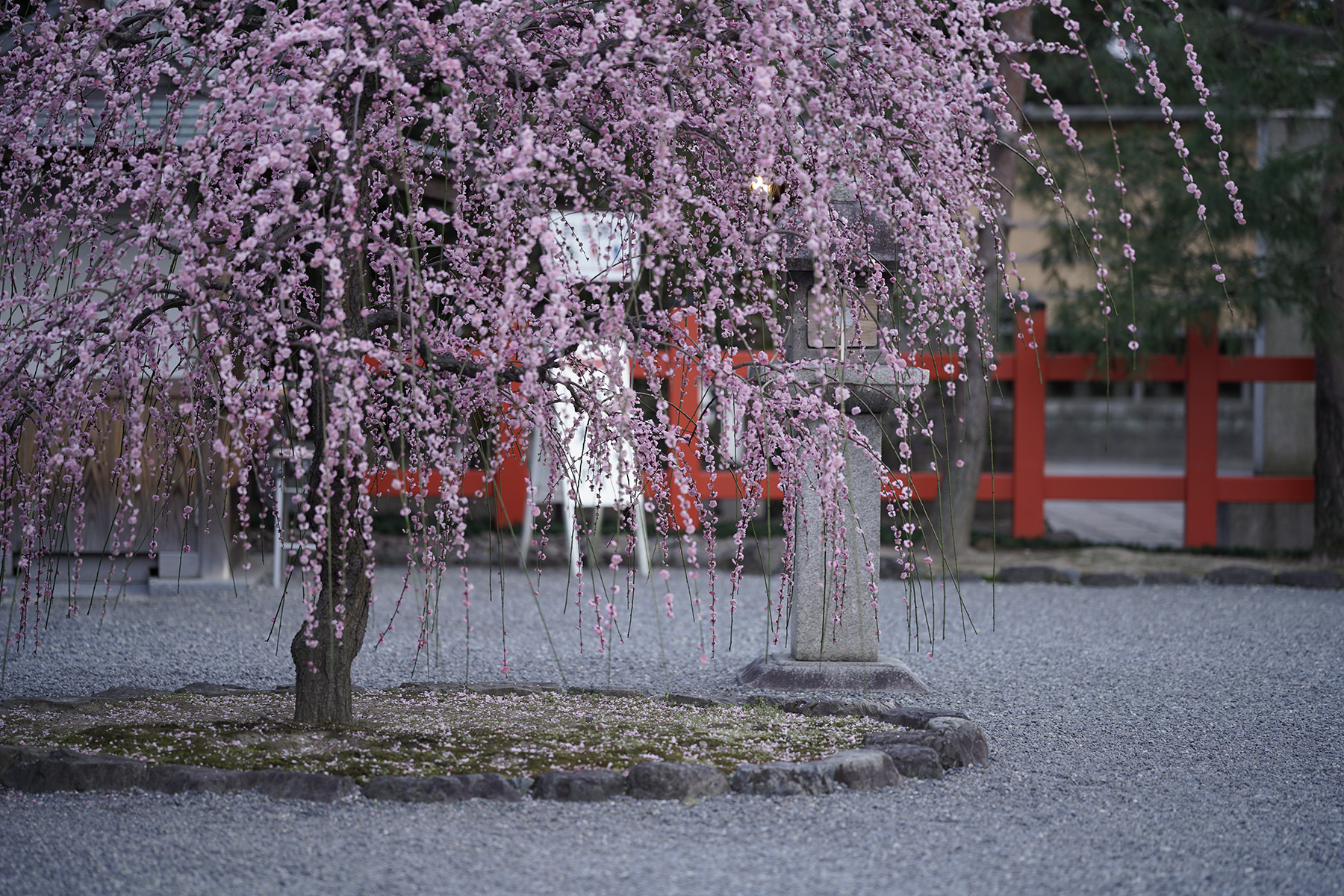 f:id:gyaos55:20210227175133j:plain