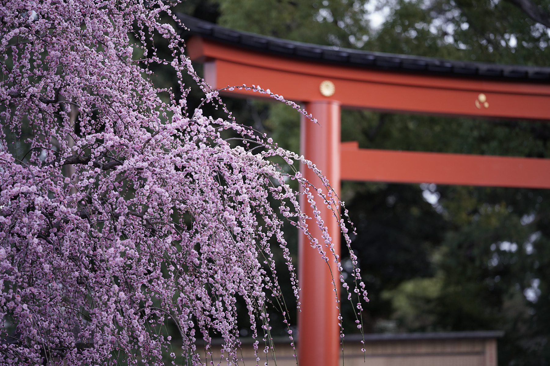 f:id:gyaos55:20210227175210j:plain