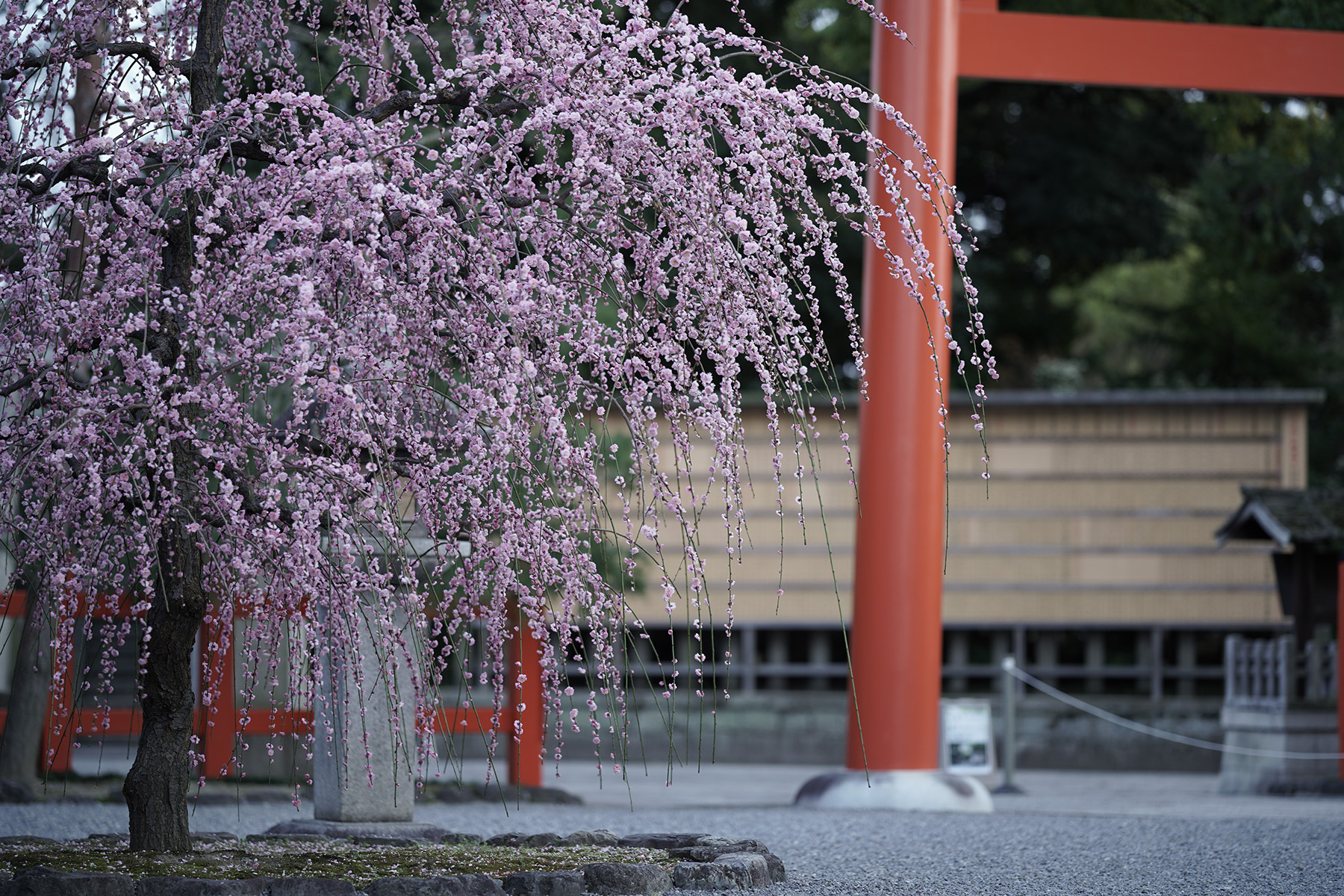 f:id:gyaos55:20210227175232j:plain