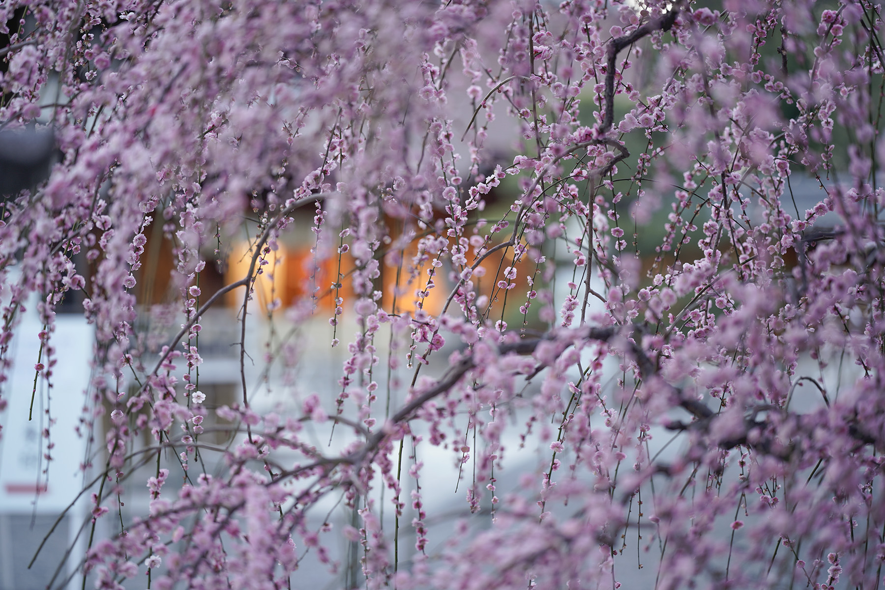 f:id:gyaos55:20210227175339j:plain