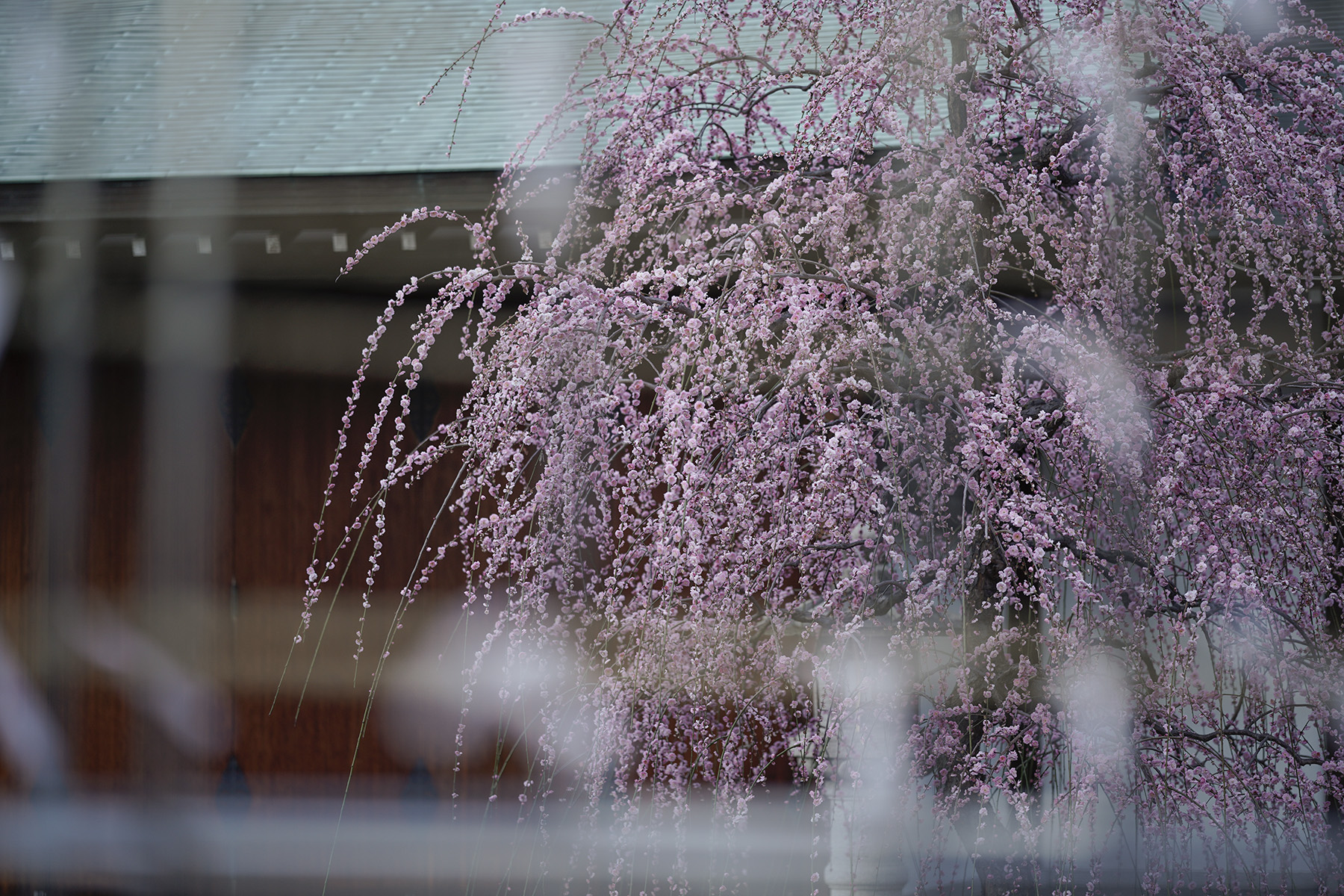 f:id:gyaos55:20210227175710j:plain