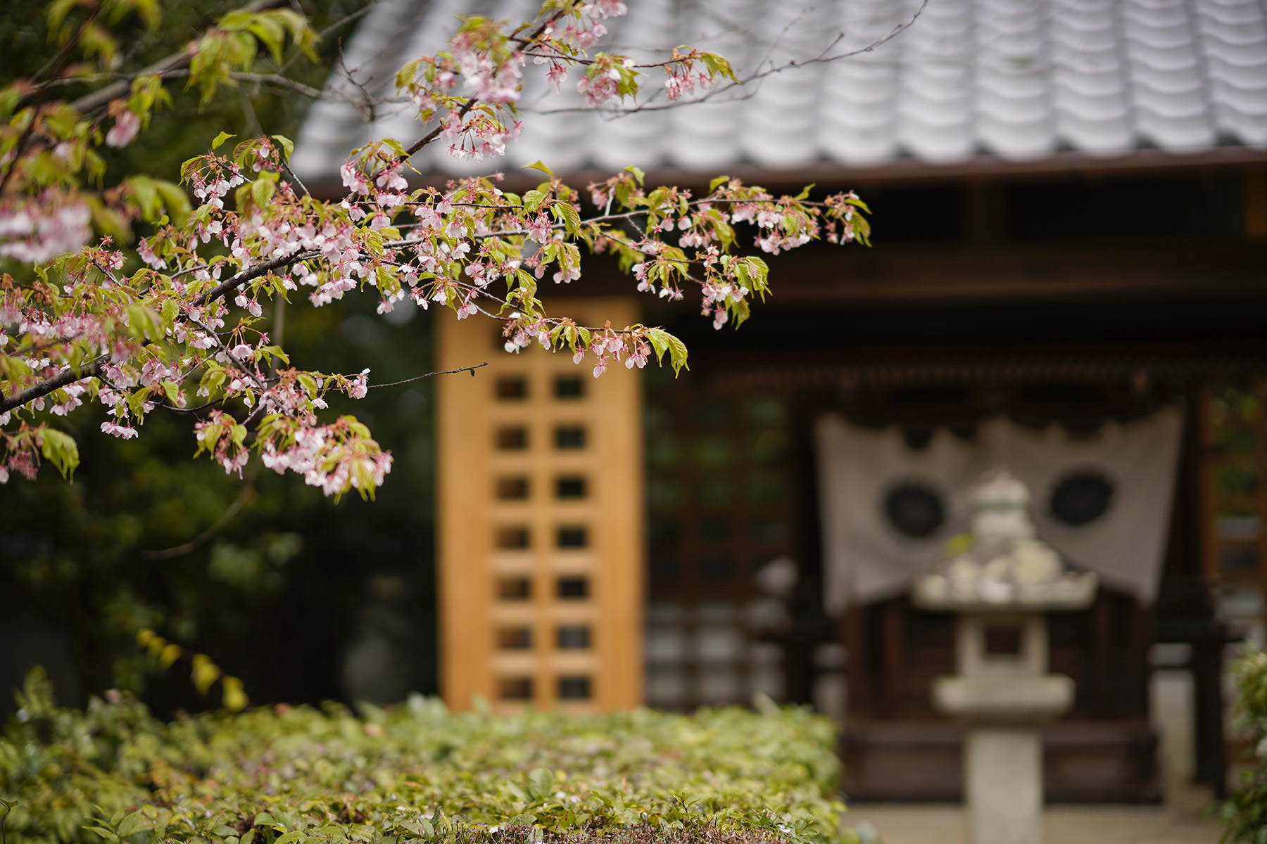 f:id:gyaos55:20210313113553j:plain