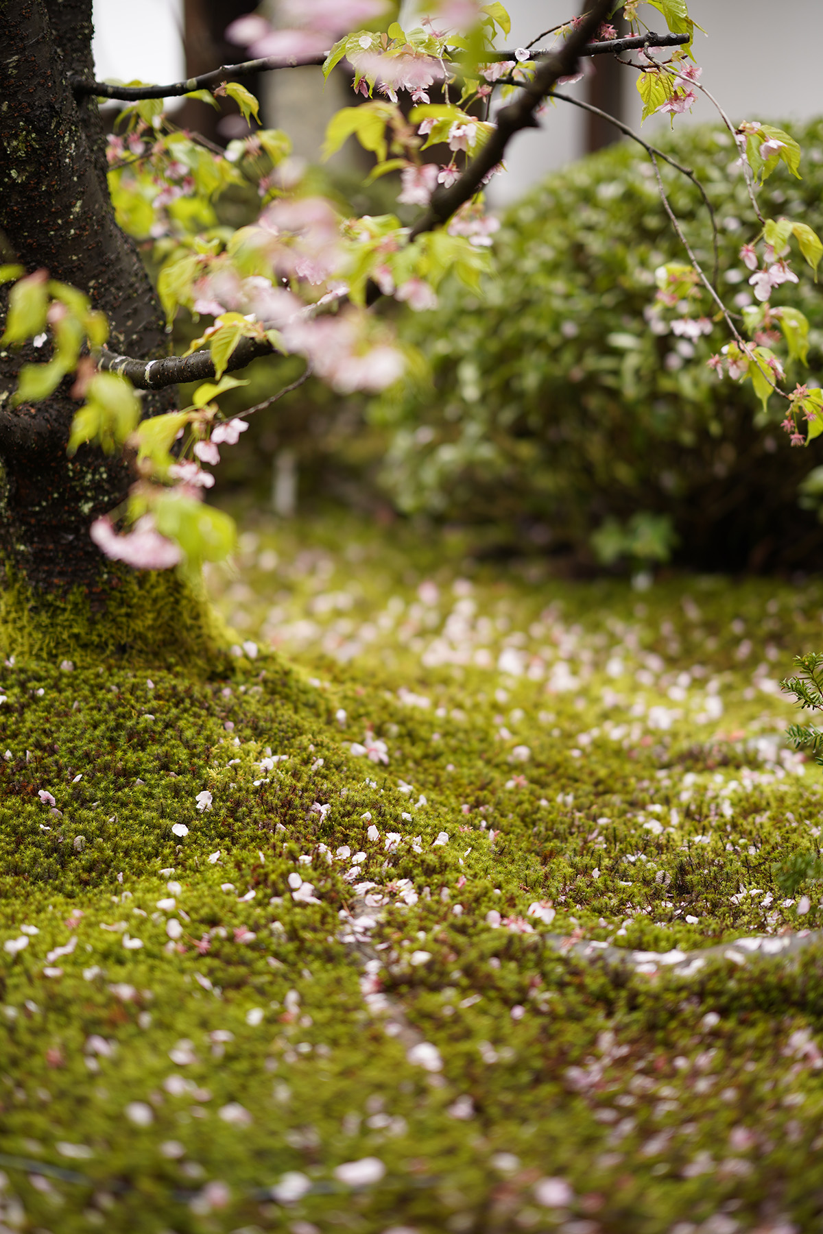 f:id:gyaos55:20210313113818j:plain