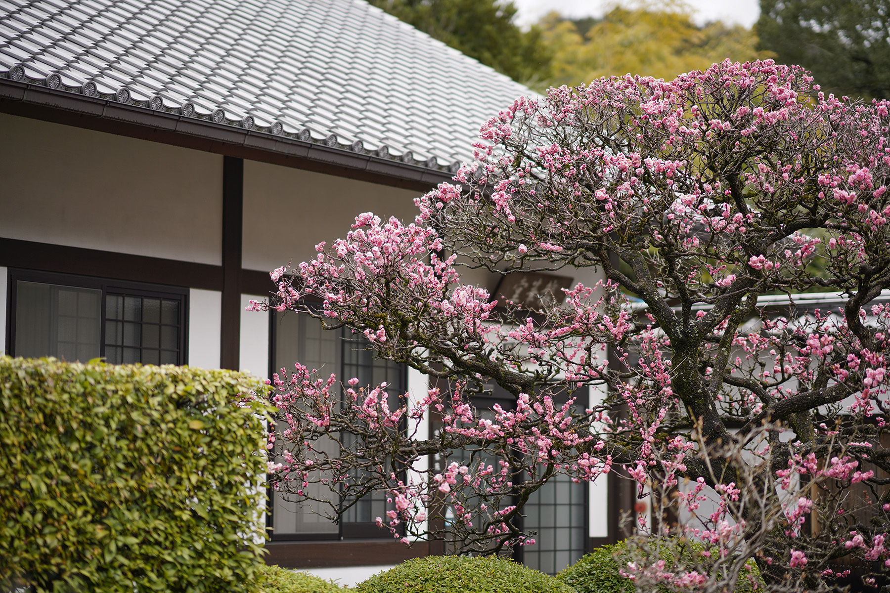 f:id:gyaos55:20210313114005j:plain