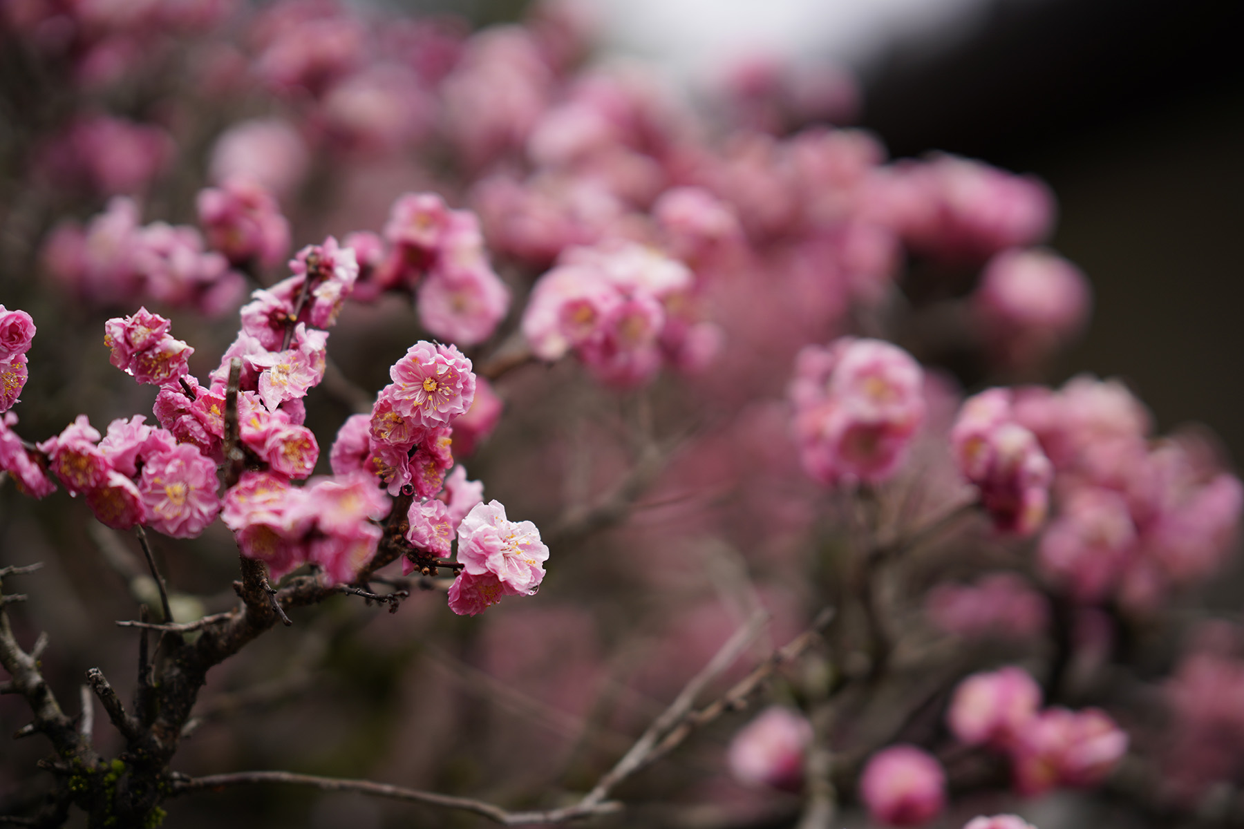 f:id:gyaos55:20210313114441j:plain